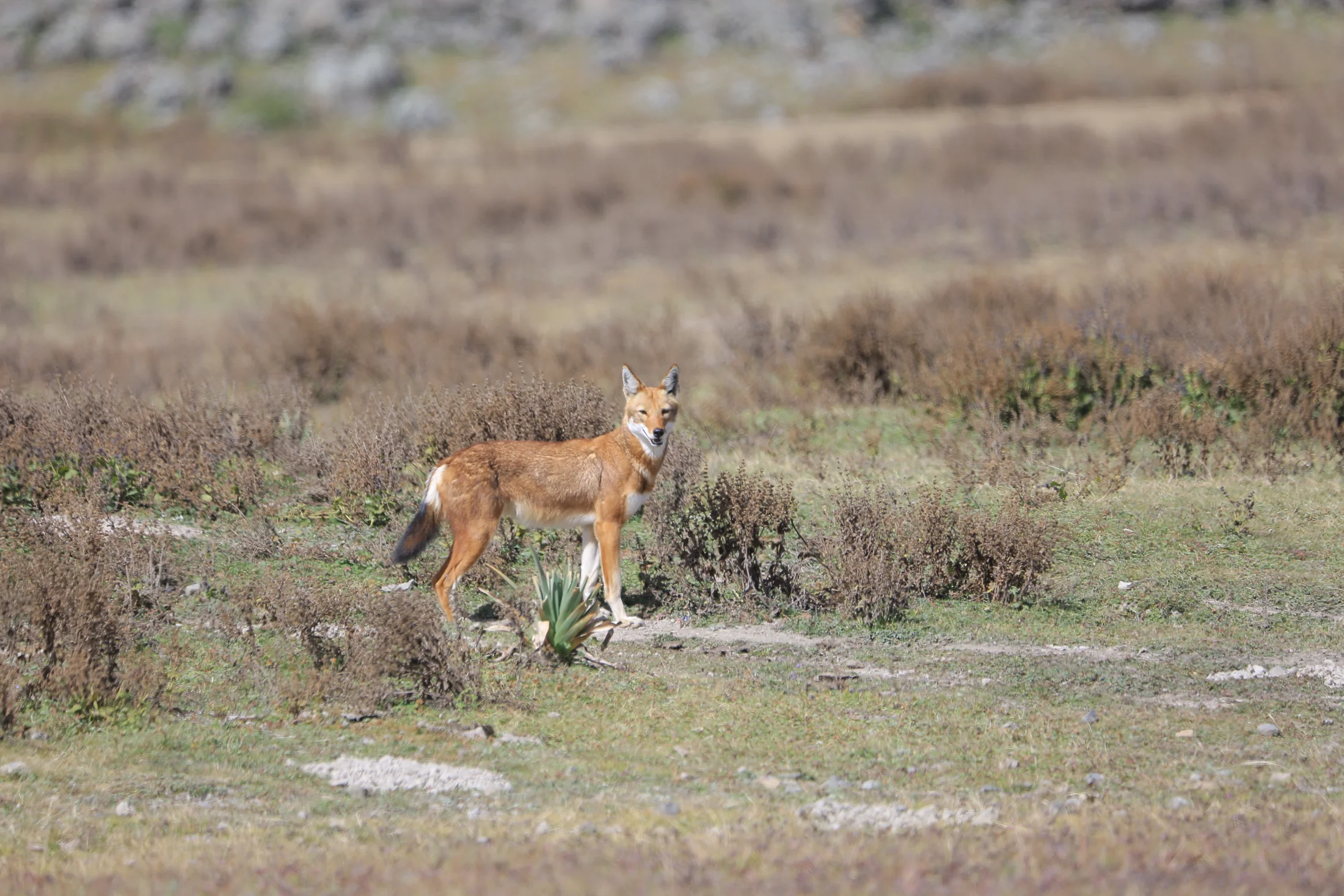 An Ethiopian wolf in the highland grasslands